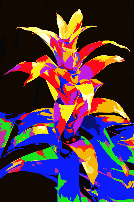 Fiery Bromeliad